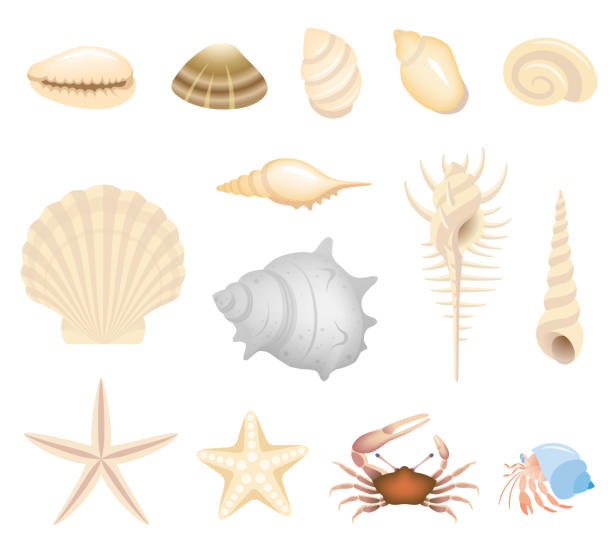 Seashells and seaside creatures, isolated on the white background Marine life hermit crab stock illustrations