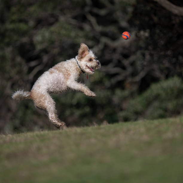 istock A small dog jumping to catch a ball in the air. Vertical format. 1400933928