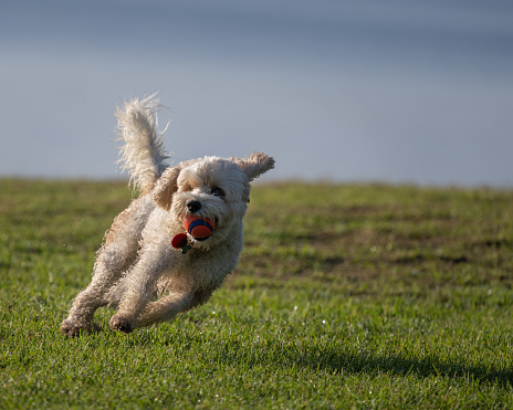 A small white dog with ball in the mouth, running on the green grass.