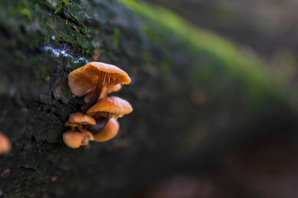 mushrooms grow on a tree in the forest. insect world . Blurred . Selective focus .