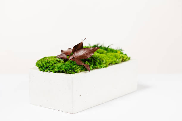 istock moss in white concrete on a white background for interior design 1400935078
