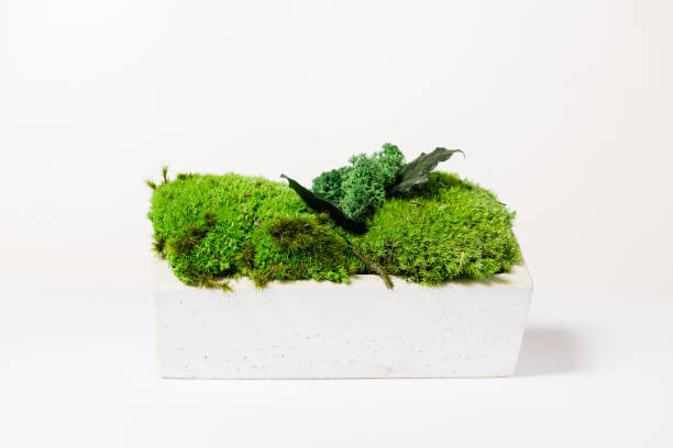 istock moss in white concrete on a white background for interior design 1400935083