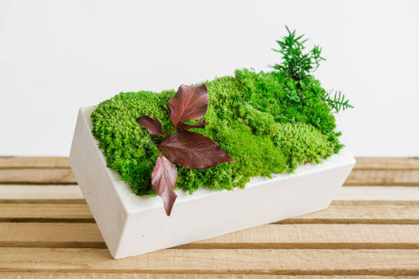 istock Icelandic stabilized moss in white concrete on wood and white background 1400935098