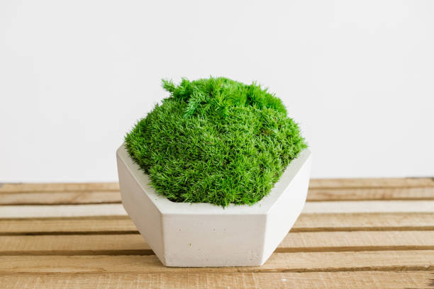 istock Icelandic stabilized moss in white concrete on wood and white background 1400935111