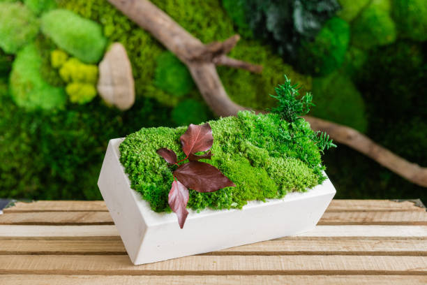 istock Icelandic stabilized moss in white concrete on wood and white background 1400935113