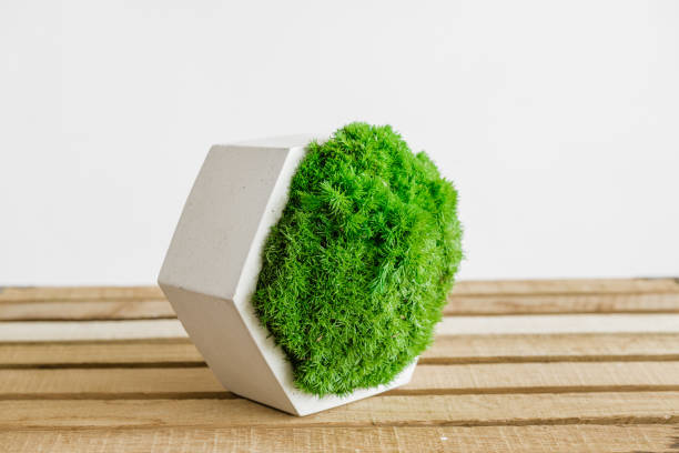 istock Icelandic stabilized moss in white concrete on wood and white background 1400935114