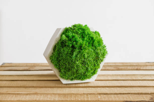 istock Icelandic stabilized moss in white concrete on wood and white background 1400935116