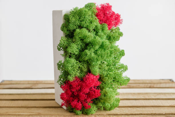 istock Icelandic stabilized moss in white concrete on wood and white background 1400935128