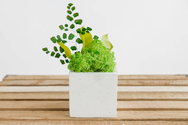 istock Icelandic stabilized moss in white concrete on wood and white background 1400935151