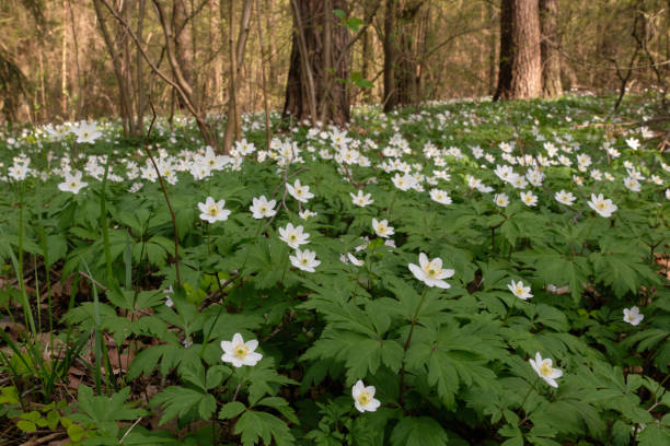 istock Single flower of Windflower(Anemone nemorosa) closeup 1400937080