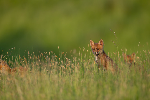 This San Joaquin Kit Fox is nearly adult size as it runs towards its den site.  This image was taken east of Bakersfield, California early on a summer morning.
