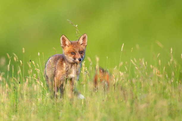 istock Red fox cub in the grass vulpes vulpes looking at camera 1400937299