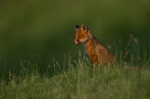 Red fox cub in the grass vulpes vulpes.
