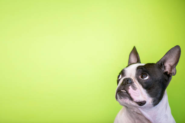 A portrait of a Boston terrier dog in a home.