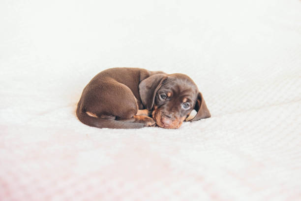 Pretty brown small dog at home