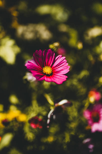 istock flowers in the garden 1400943586