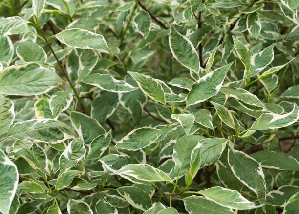 istock Gilded edge of Silverberry leaves with a natural background 1400943703