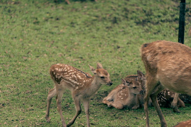 In a dark forest, at a point where daylight barely reaches, three fallow deer stand in silence. One of them is almost completely white, while the others are more in harmony with their surroundings with their spotted fur blending in with nature. Their gazes are alert, their steps are cautious… This photograph reflects both the mysterious and fascinating aspects of nature, while also bringing together a rare harmony and difference in the same frame.