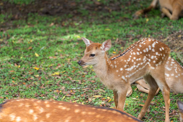istock Fawns open to the public in Nara's deer park 1400944142