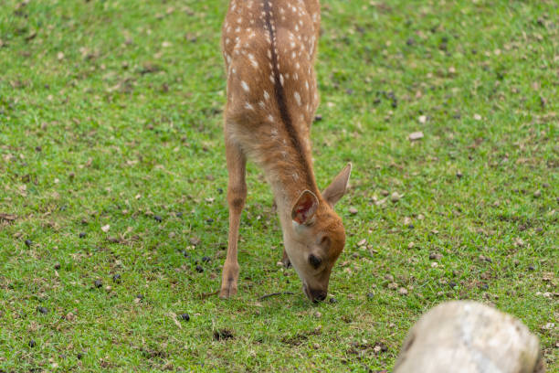 istock Fawns open to the public in Nara's deer park 1400944768