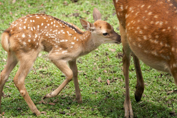 istock Parent and child deer on public display at Nara's deer park 1400944938