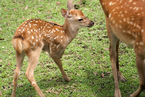 istock Parent and child deer on public display at Nara's deer park 1400945017
