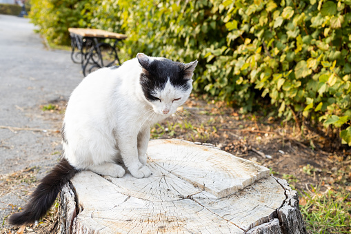 a sad cat sits on a stump with its head down. lost animal