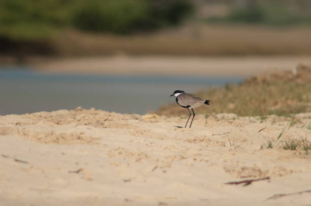 Spur-winged lapwing in the Langue de Barbarie National Park. stock photo