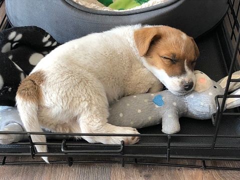 A little Jack Russell puppy sleeping with his bunny toy in a crate