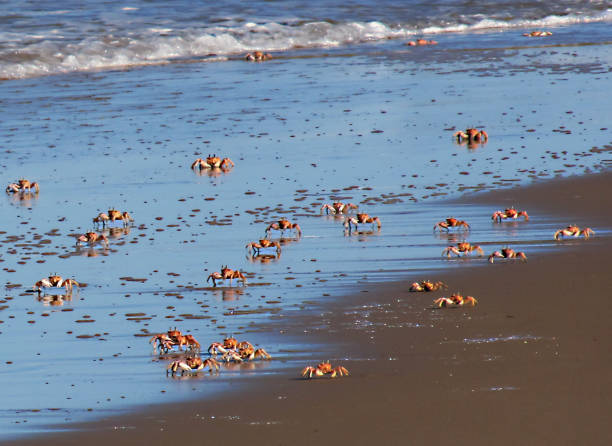 Crab with claws on tidal sand flats off the coast of Brittany, France during a beautiful summer day.