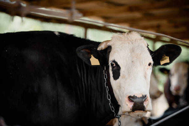 istock cow on a farm cow. 1400950826
