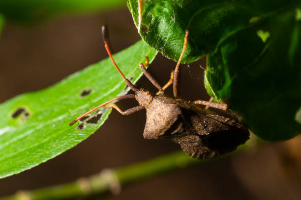 istock Squash bug Coreus marginatus. Dock bug Coreus marginatus on a green leaf of grass 1400951056