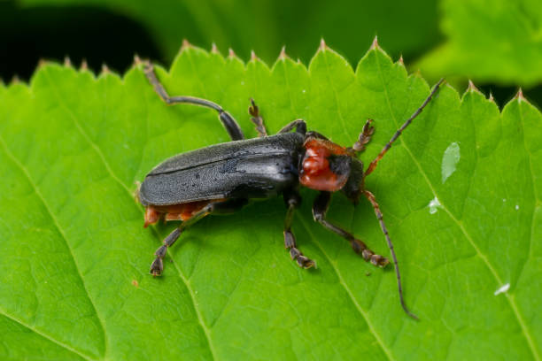 istock Beetle cantharis fusca sits on a leaf of grass in early summer 1400951125
