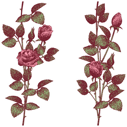 Retro style rose in garden vector illustration set.  dotted illustration.