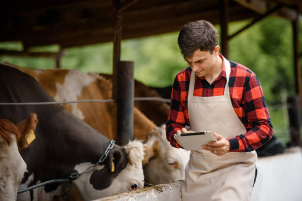 istock farmer is holding a tablet and verification his cows on his cattle farm. 1400952059