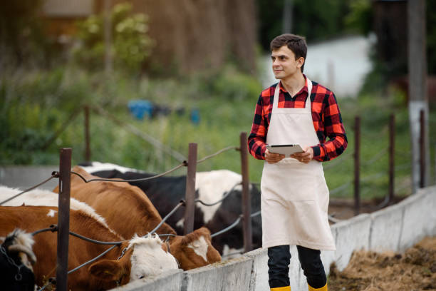 istock farmer is holding a tablet and verification his cows on his cattle farm. 1400952106
