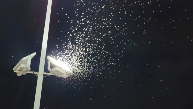 Moths fly along the light bulb