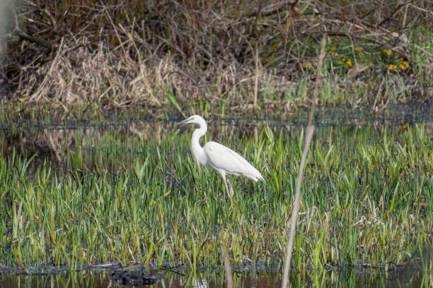 istock Little egret bird or Egretta garzetta, aquatic bird 1400952488