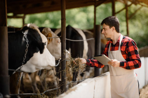 istock farmer is holding a tablet and verification his cows on his cattle farm. 1400952567