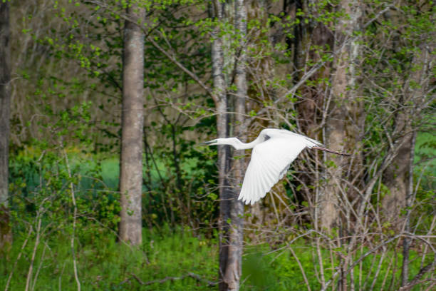 istock Little egret bird or Egretta garzetta, aquatic bird 1400952568