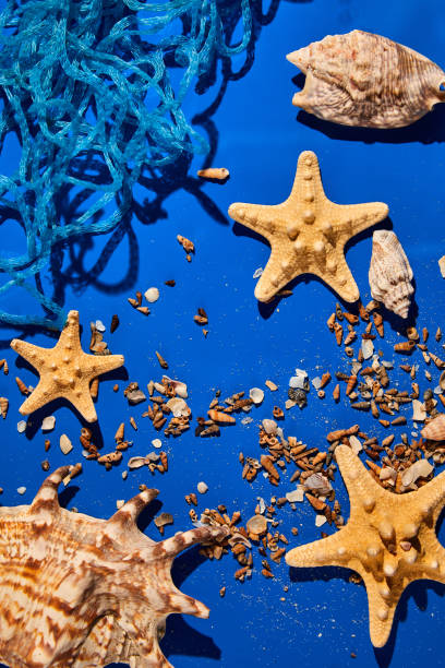 istock Flat lay background with starfish, seashells on blue water texture with sunlight 1400953005