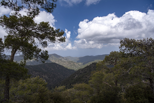 Photo taken in Stavros tis Psokas/Paphos forest area of Cyprus. Nikon D750 with Nikon 24-70mm VR Ed zoom lens