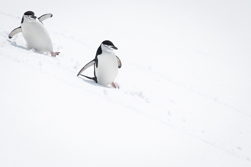 Two chinstrap penguins slide down snowy hill