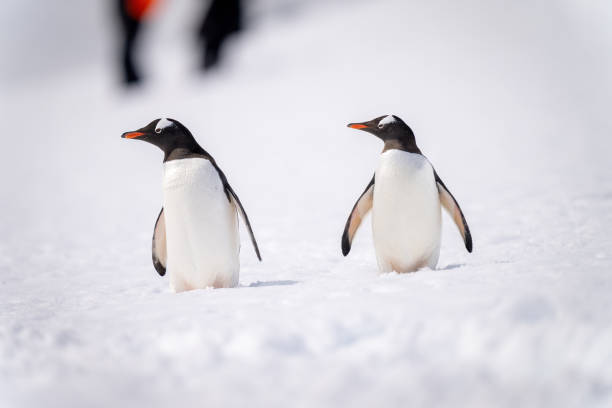 istock Two gentoo penguins on snow near people 1400954618