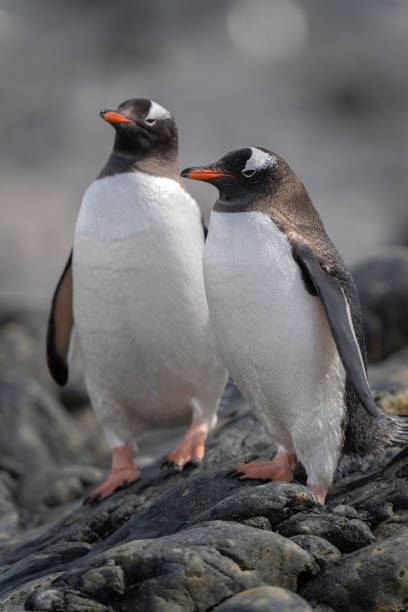 istock Two gentoo penguins stand on sunlit rocks 1400954648