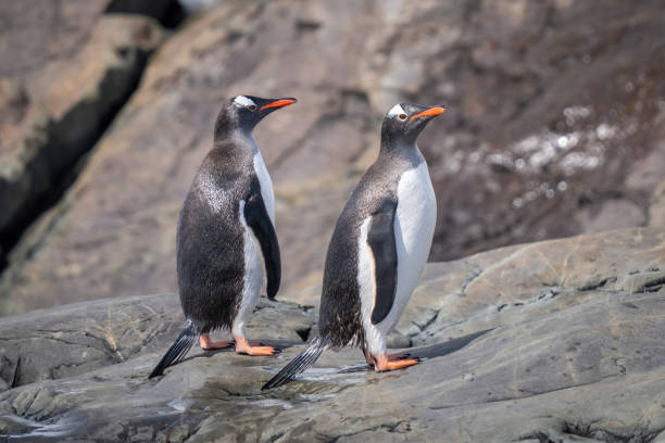 istock Two wet gentoo penguins stand on rock 1400954922