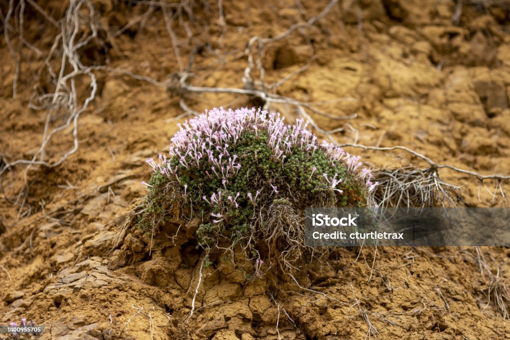 Low angle view of clump of endemic thyme in bloom with pink tubular flowers Endemic Thyme (Thymus integer) growing on volcanic terrain. Photo taken at Stavros tis Psokas in Cyprus. Nikon D7200 with Nikon 200mm macro lens Beauty In Nature Stock Photo