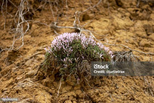 Low Angle View Of Clump Of Endemic Thyme In Bloom With Pink Tubular Flowers Stock Photo - Download Image Now