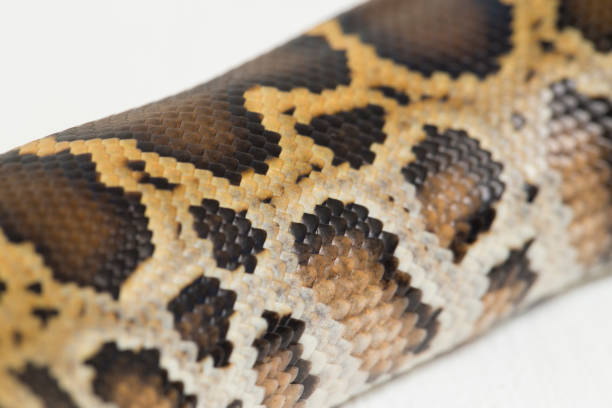 Angolan Python Head Shape 70+ Angolan Python Photos Stock Photos, Pictures & Royalty-Free Images ...