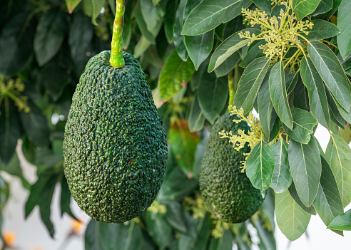 Ripe avocado fruit on an avocado tree on a sunny summer day.